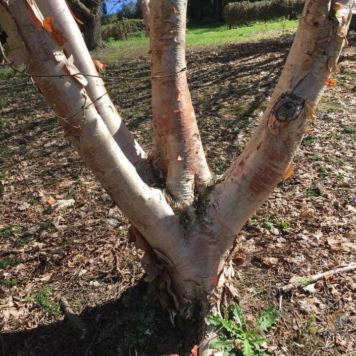 Betula costata 2