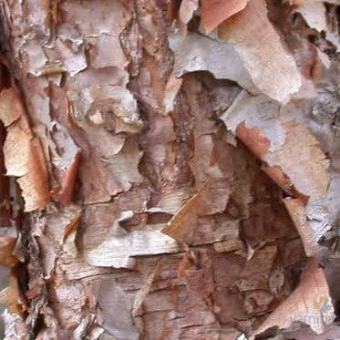 Betula nigra 1