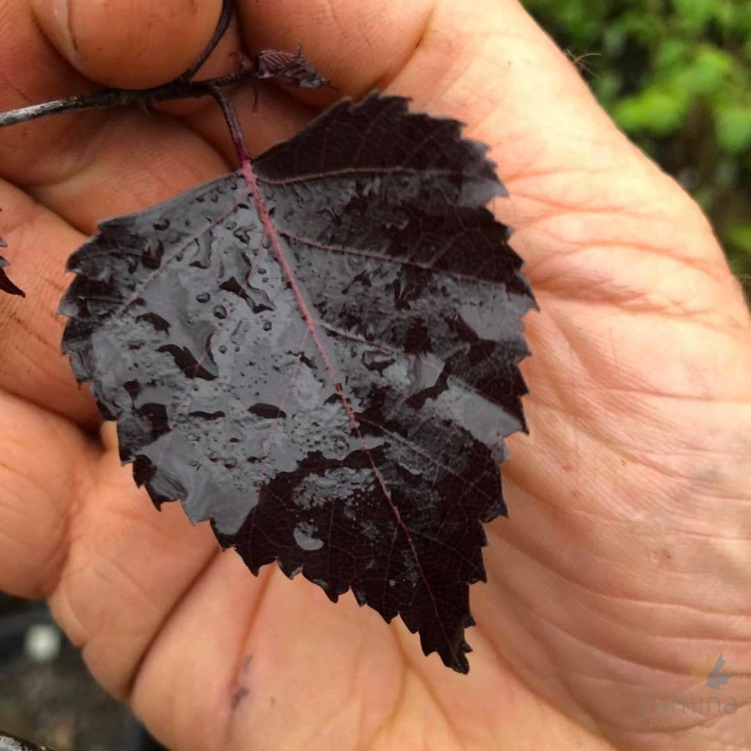 Betula pendula Purpurea (Purple leafed Birch) 2