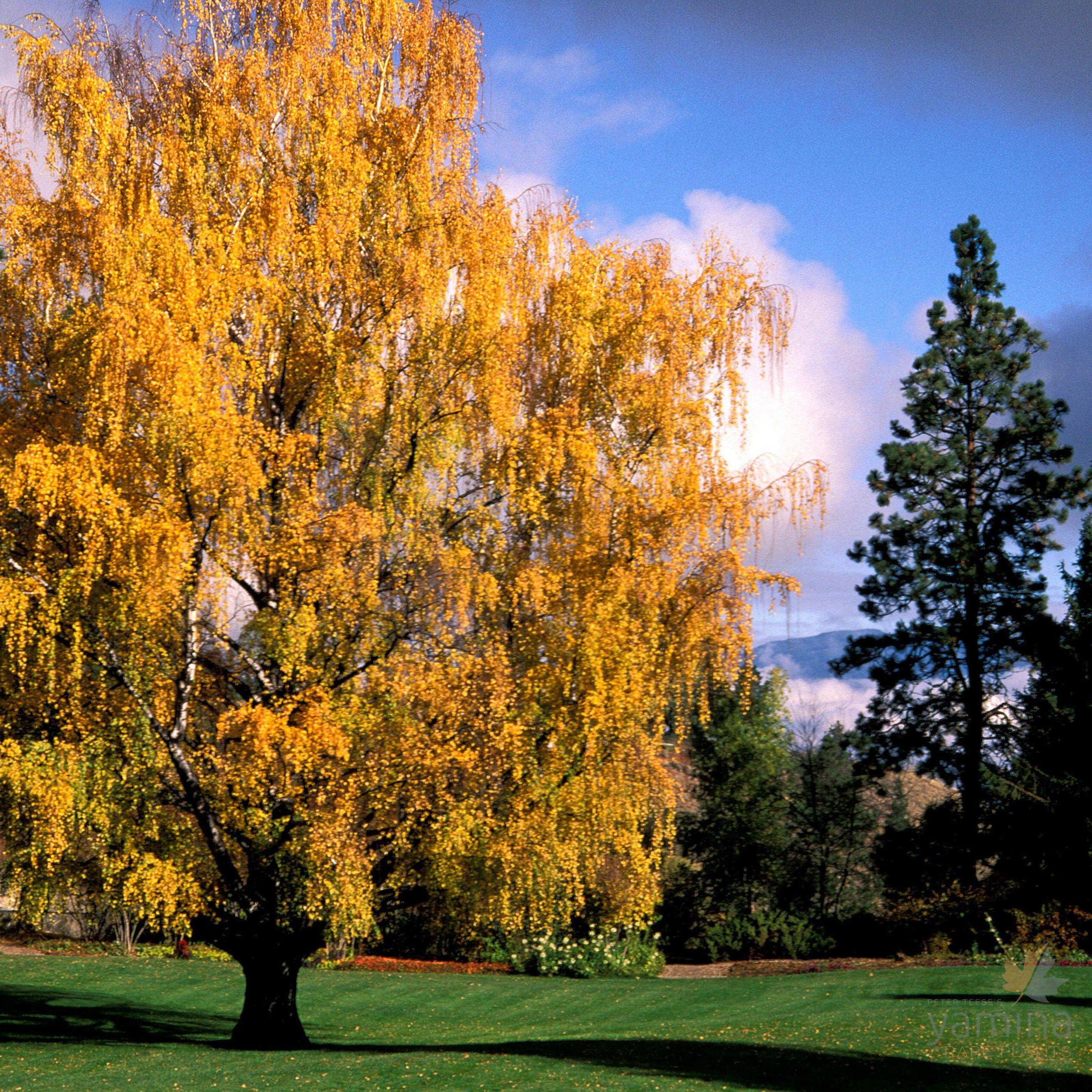 Betula pendula Dalecarlica