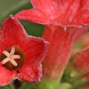 Brachychiton vitifolius-Yamina Rare Plants