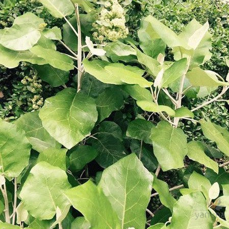 Brachyglottis repanda 3