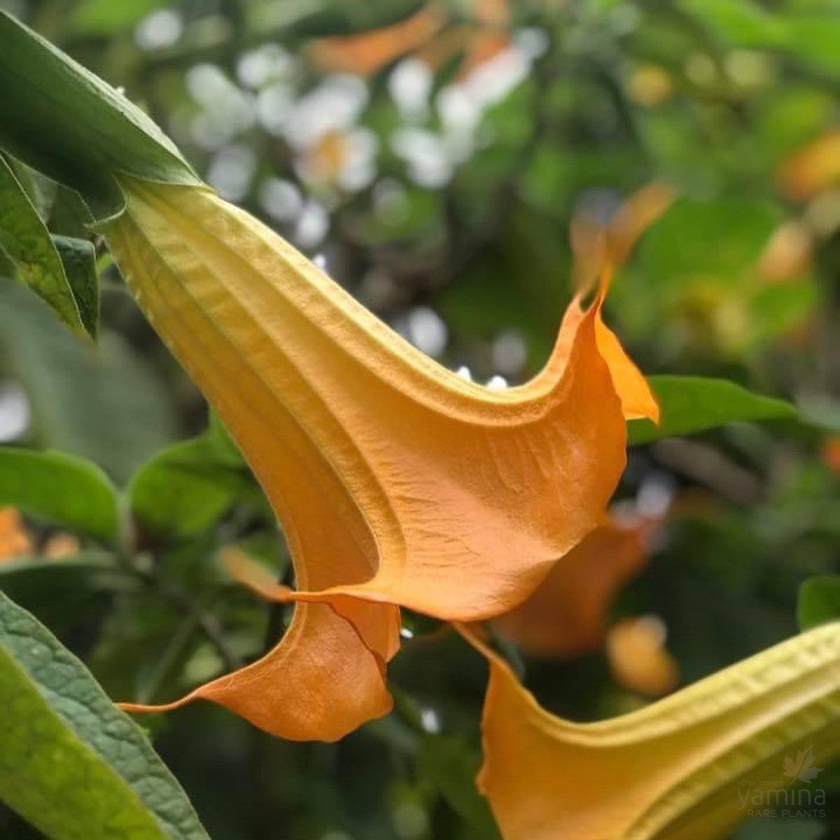 Brugmansea Mango Cornet 1