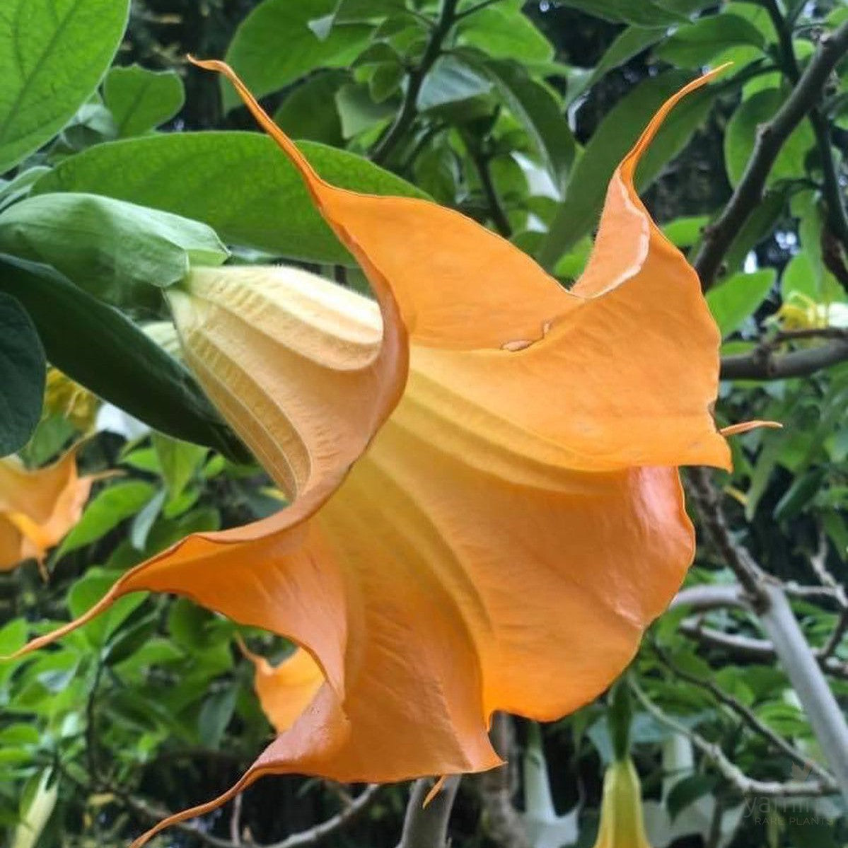 Brugmansea Mango Cornet 2