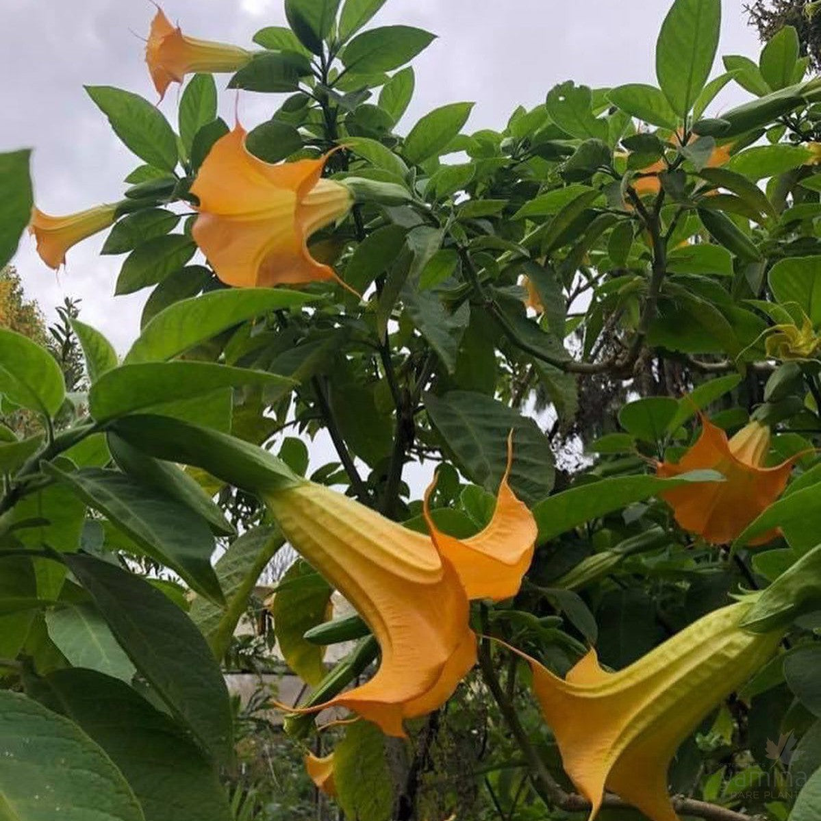 Brugmansea Mango Cornet 3