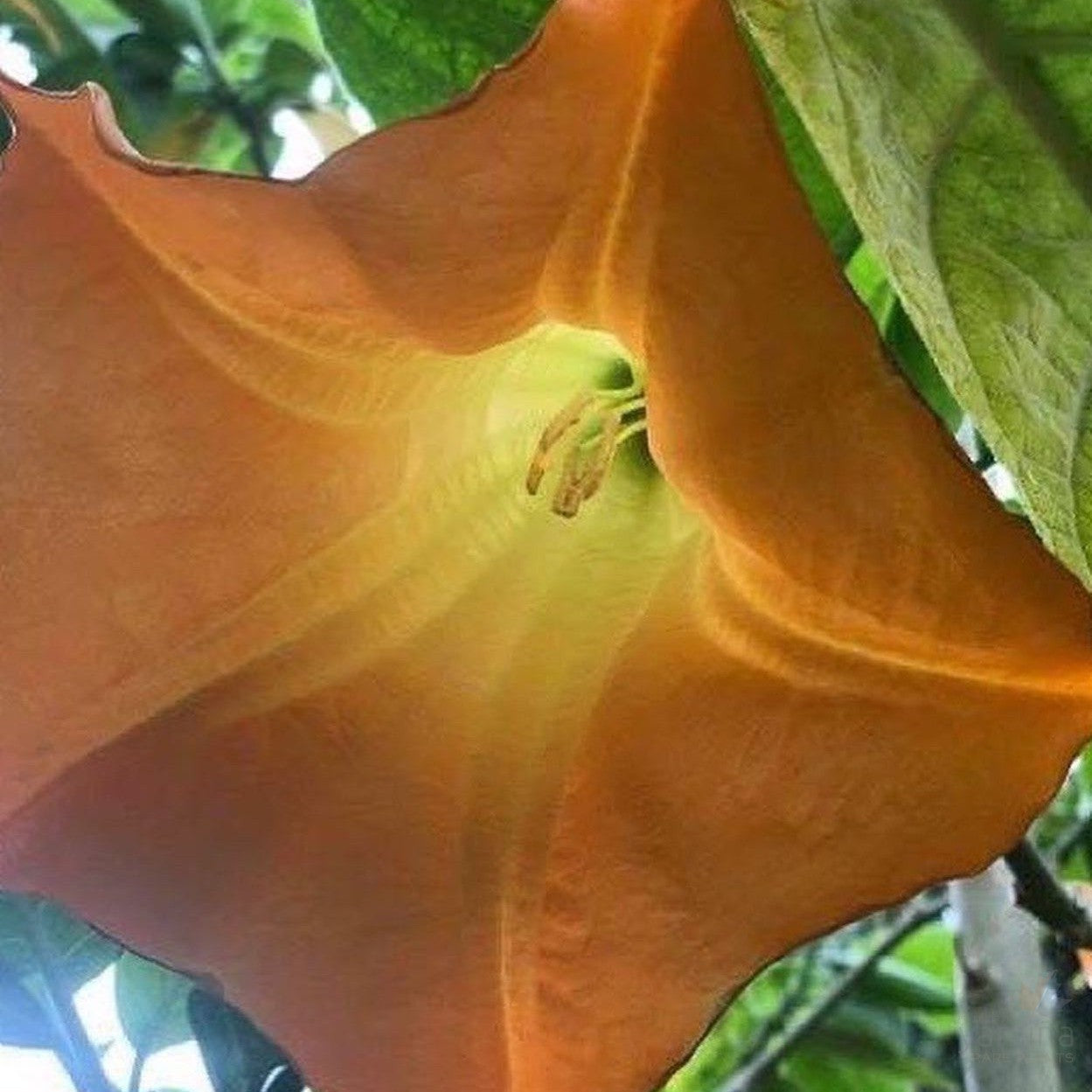 Brugmansea Mango Cornet 4