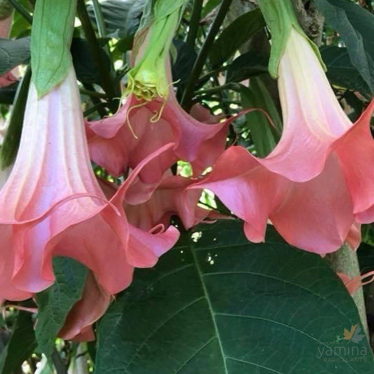 Brugmansia Red Hot Pink 1