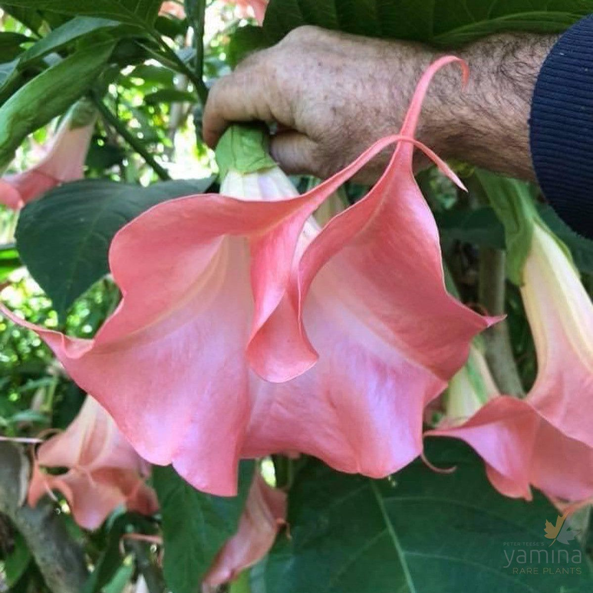 Brugmansia Red Hot Pink 2