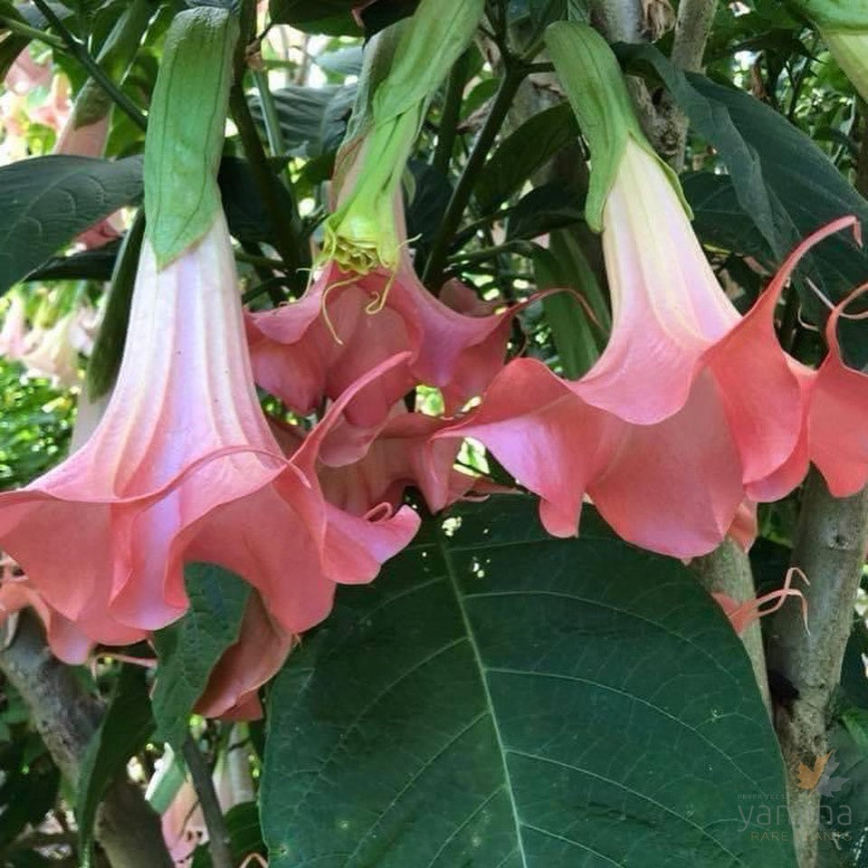 Brugmansia Red Hot Pink 4