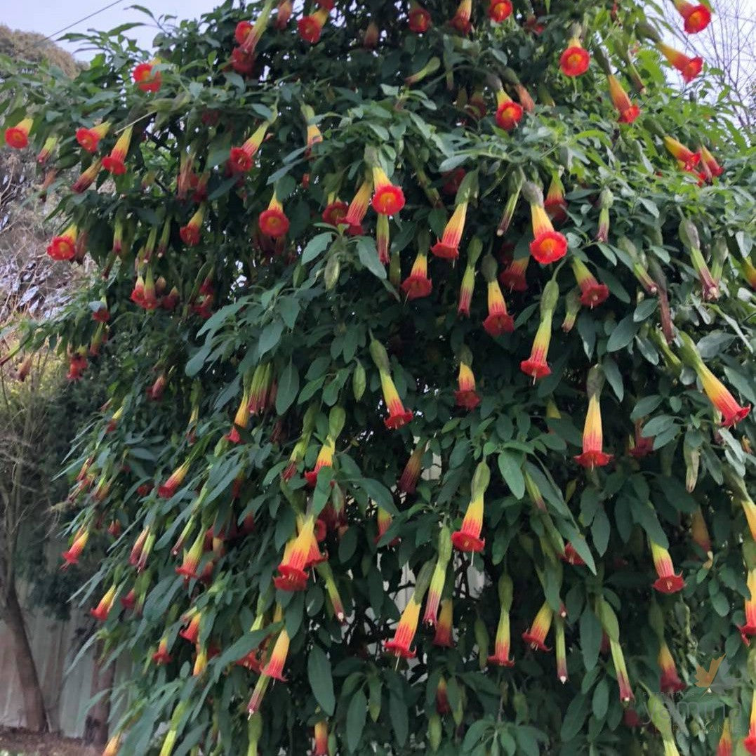 Brugmansia sanguinea (red & yellow flowers) 1