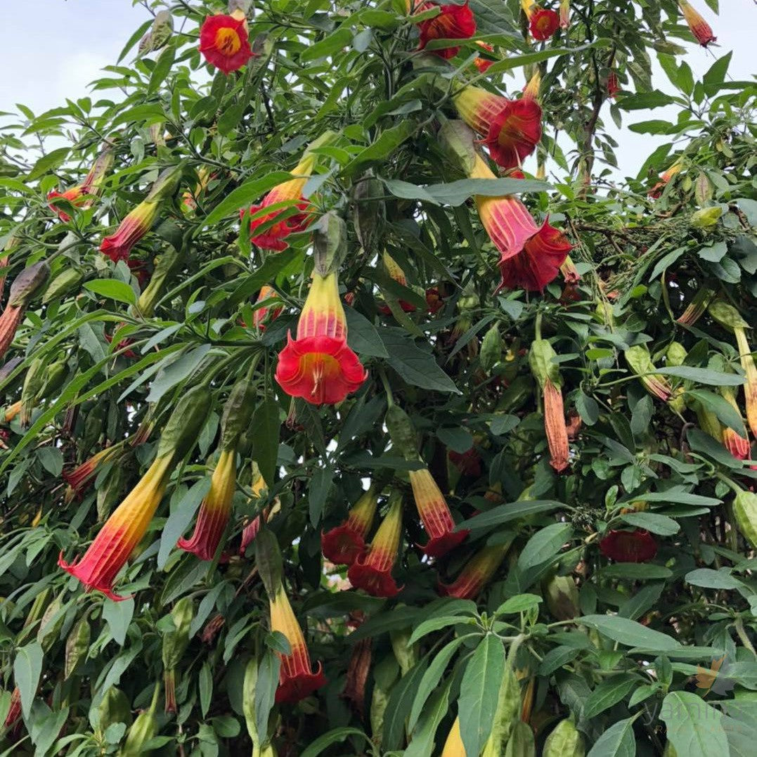 Brugmansia sanguinea (red & yellow flowers) 2