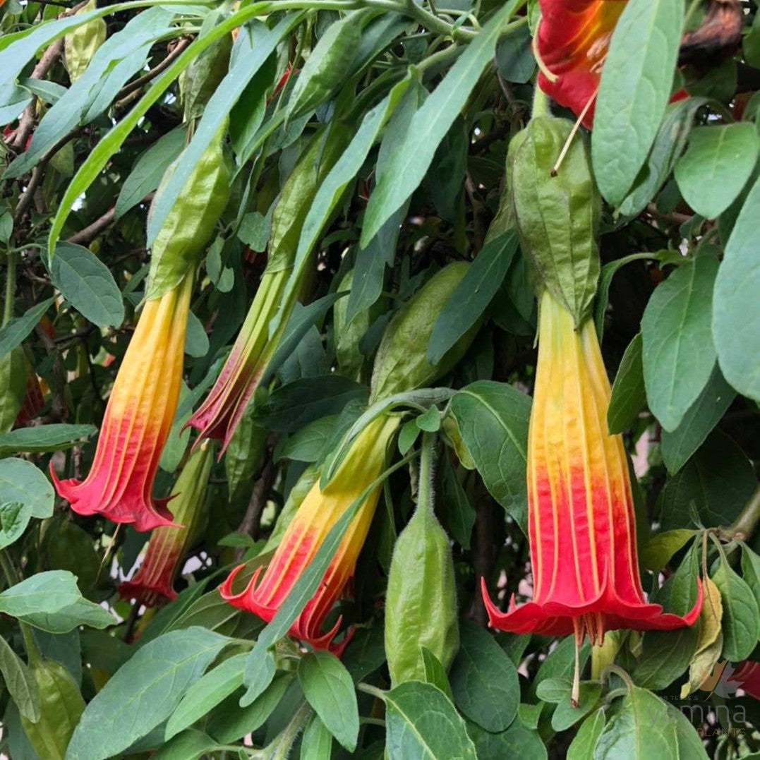 Brugmansia sanguinea (red & yellow flowers) 4