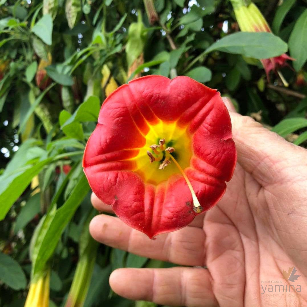 Brugmansia sanguinea (red & yellow flowers) 6