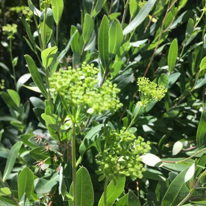 Bupleurum fruticosum 3