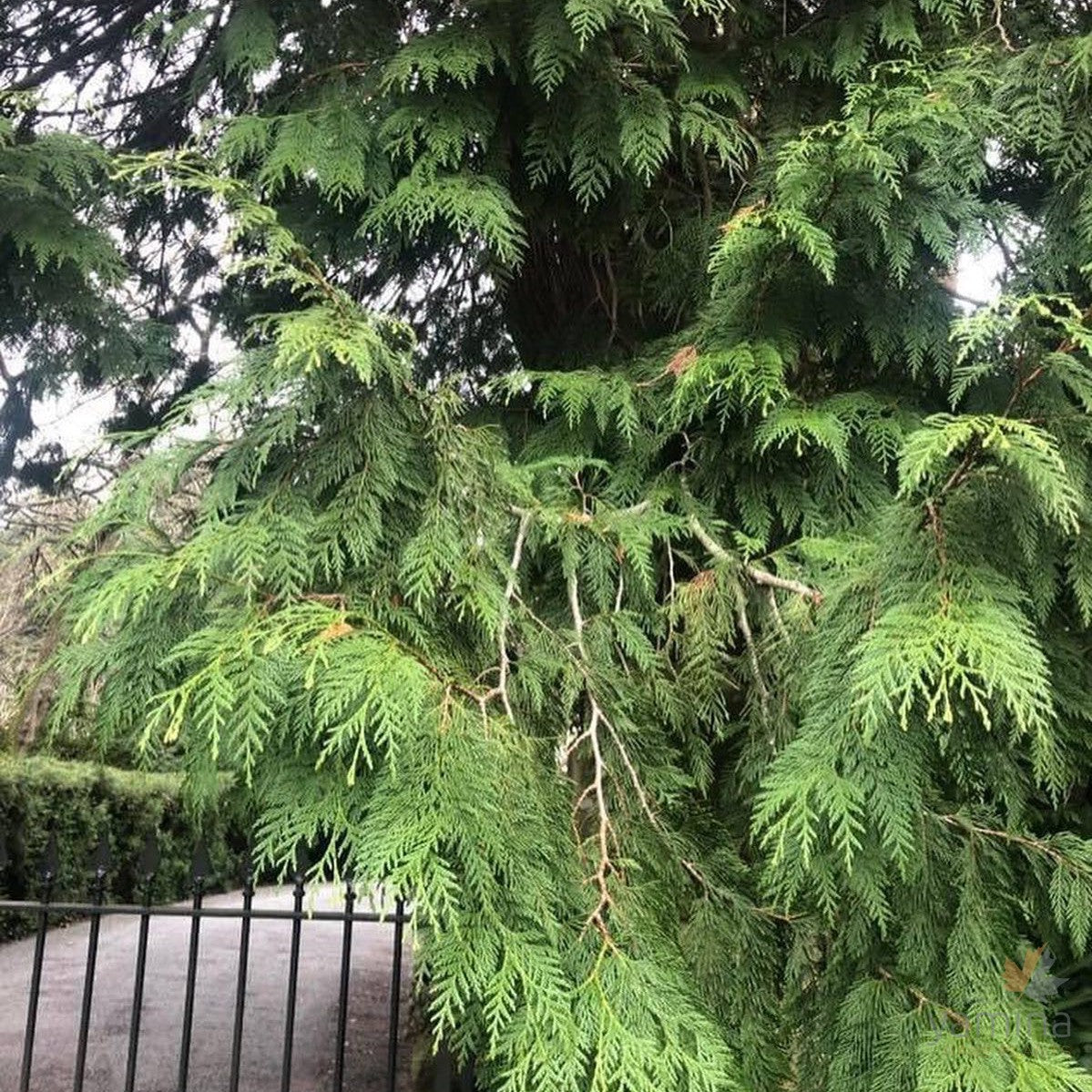 Calocedrus decurrens (Incense Cedar) 2