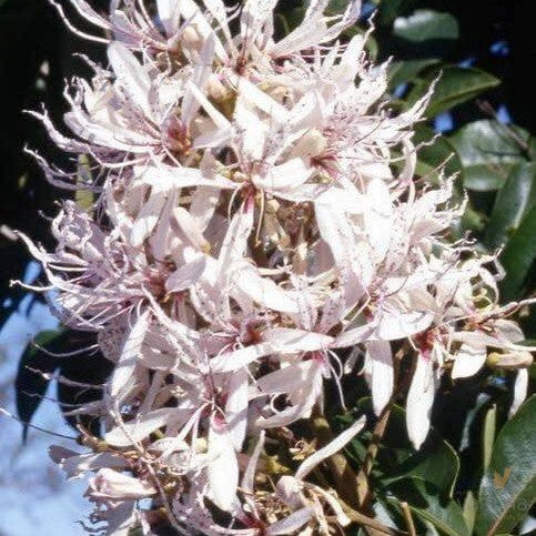 Calodendron capense Chandlers Silver (graft) 1