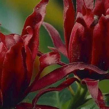 Calycanthus floridus 1