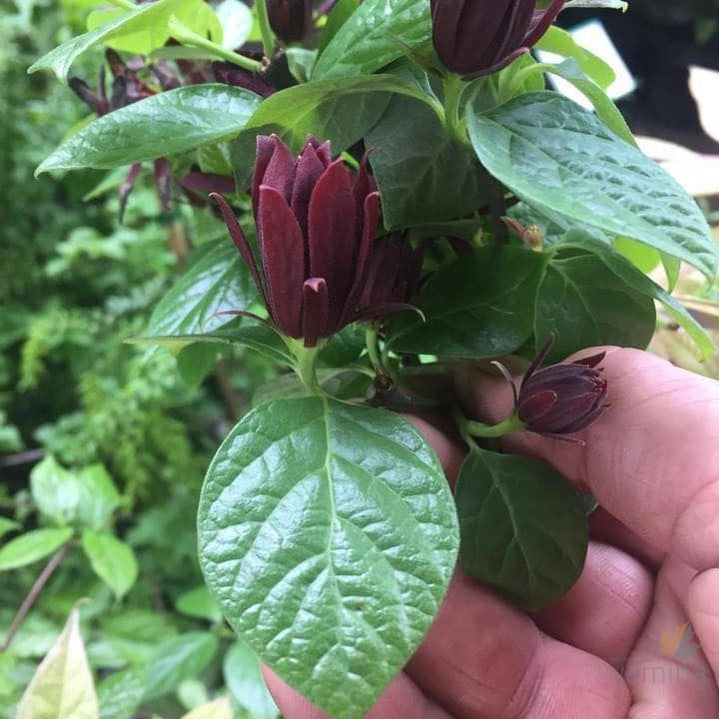 Calycanthus floridus 3