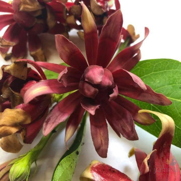 Calycanthus floridus 4