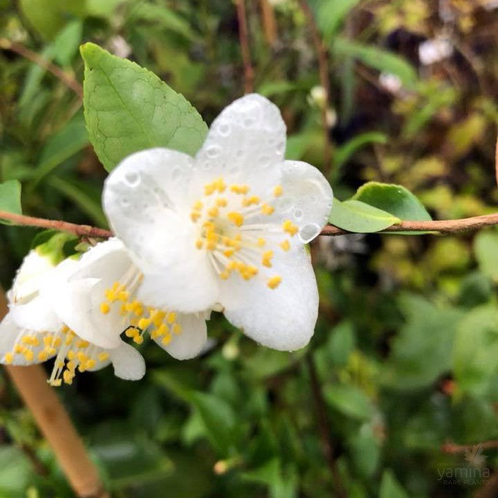 Camellia Transnokoensis 1