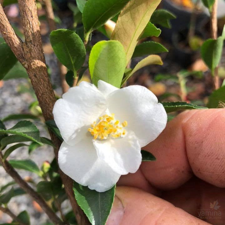 Camellia Transnokoensis 4