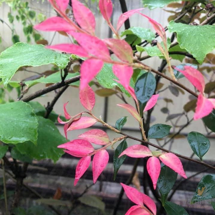 Camellia costei 1