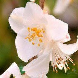 Camellia costei 2