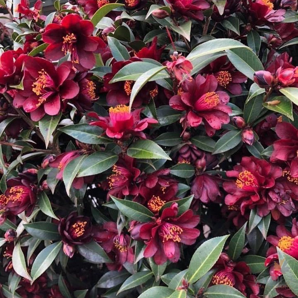 Camellia japonica Night Rider