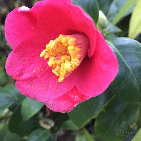 Camellia japonica Unryu 1