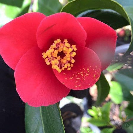 Camellia japonica Unryu 4