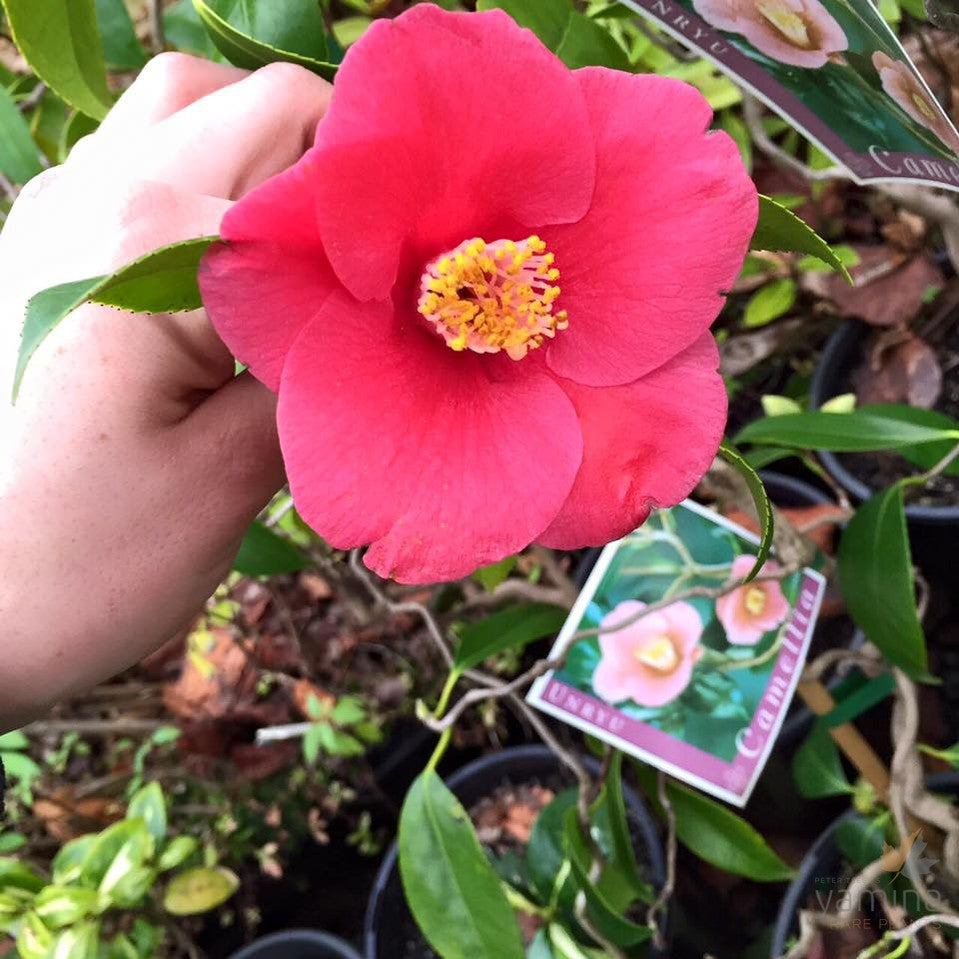 Camellia japonica Unryu 5