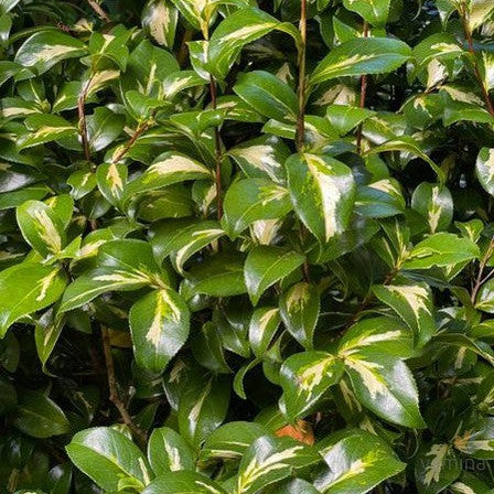 Camellia japonicum Reigyoku 1