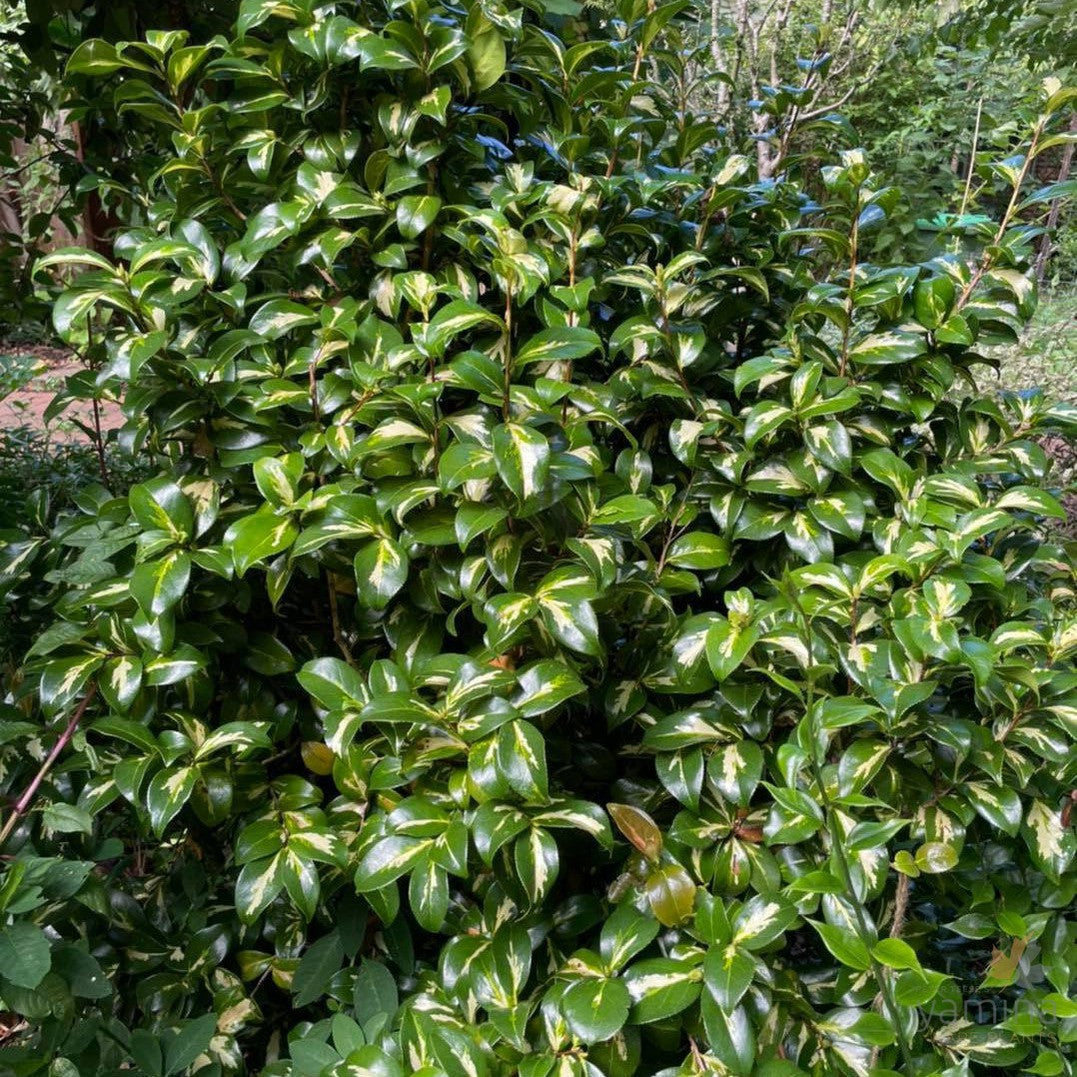 Camellia japonicum Reigyoku 2