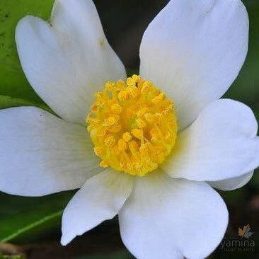 Camellia oleifera 1