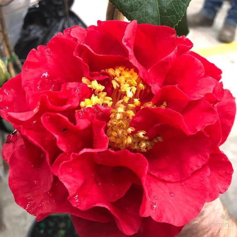 Camellia Reticulata Miss Tulare camellia-reticulata-miss-tulare