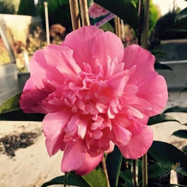 Camellia reticulata Valley Knudsen 1