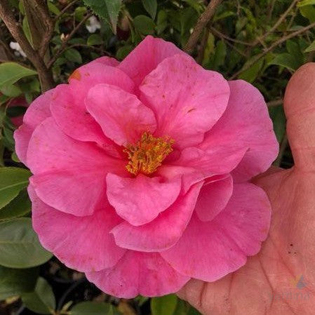 Camellia reticulata Valley Knudsen 2