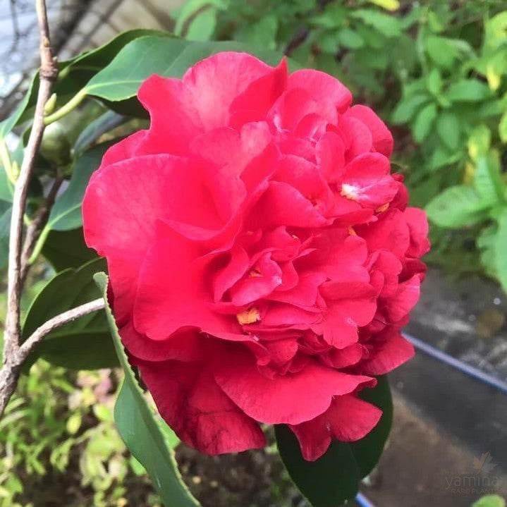 Camellia reticulate Dr  Clifford Parkes 1