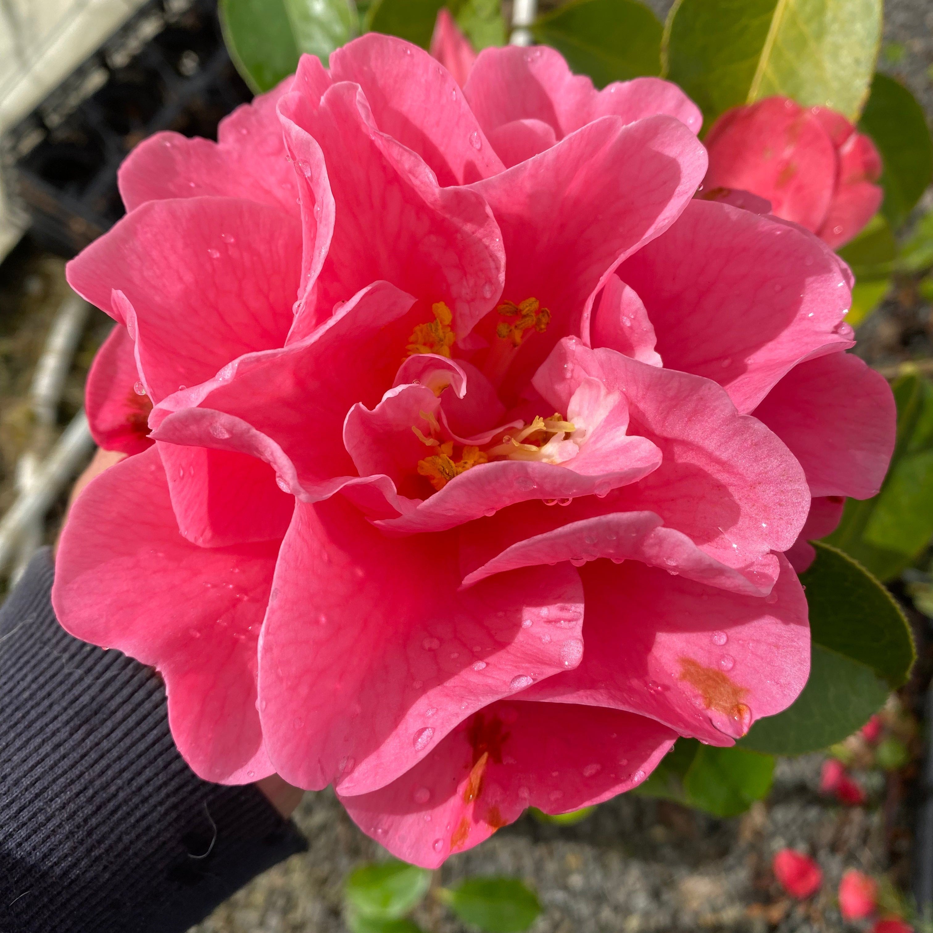 Camellia reticulate Hilary Tremonte 1