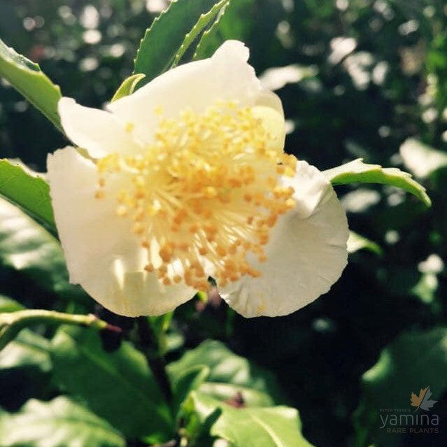 Camellia sinensis 1