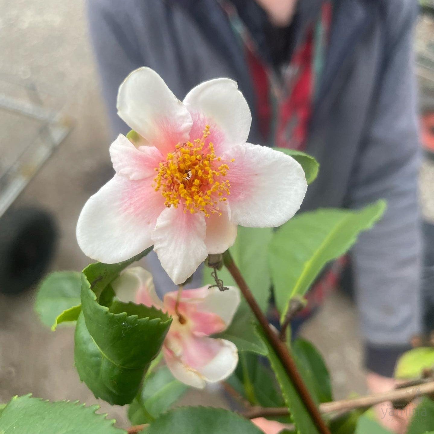 Camellia sinensis Pink 1