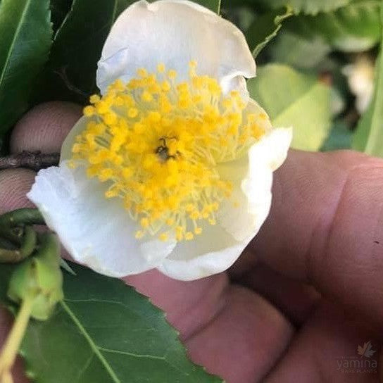 Camellia sinensis Saya Makaori (Jap green tea) 1