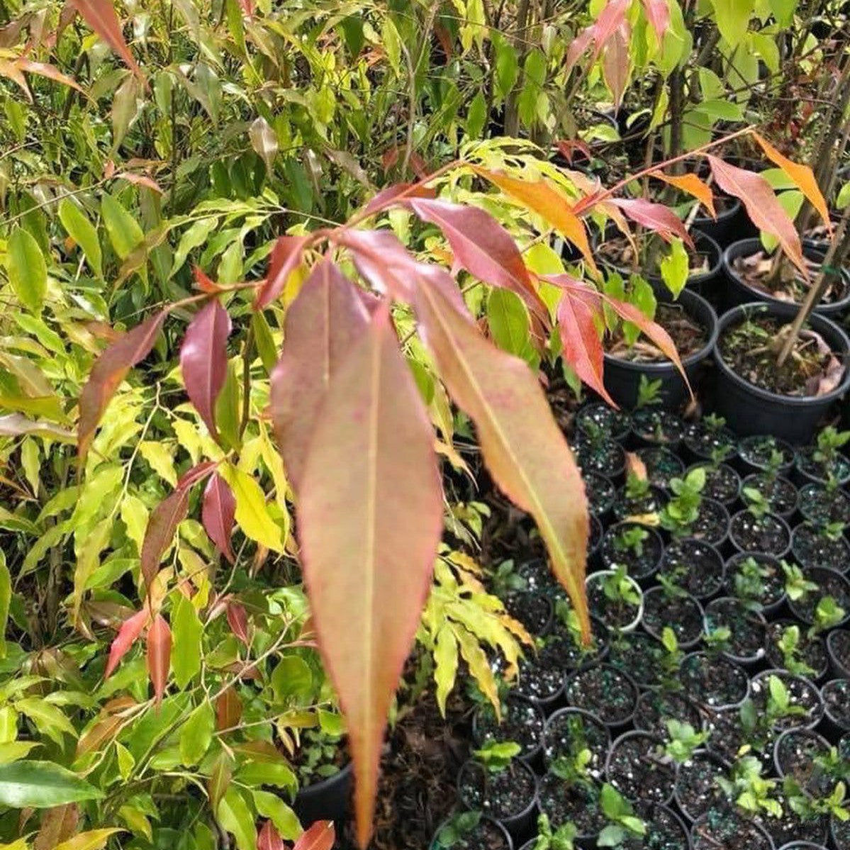 Camellia tsai 2