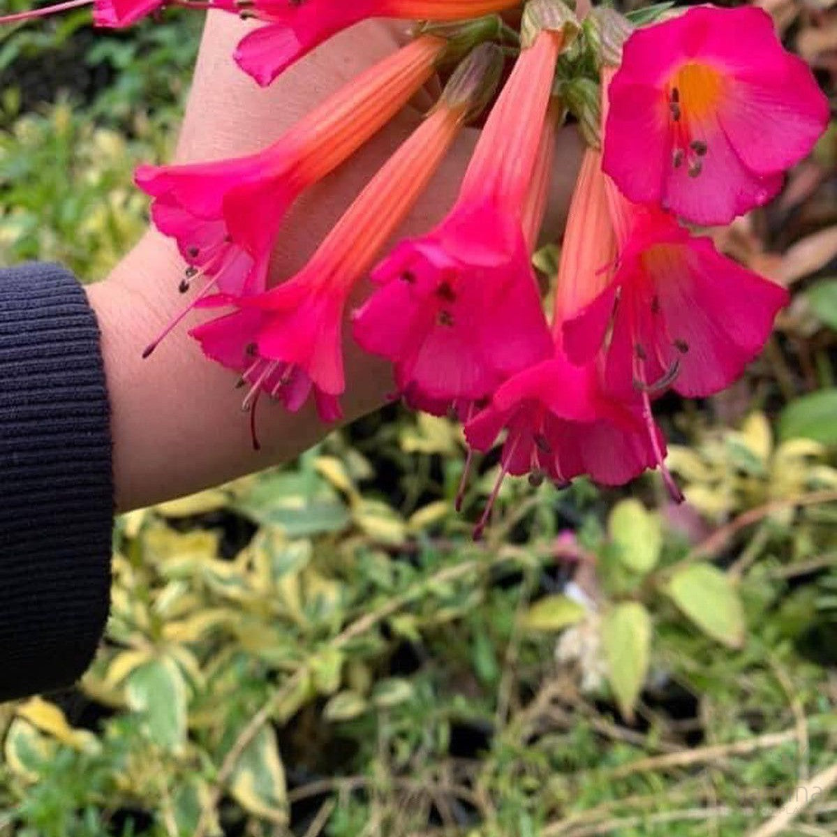 Cantua buxifolia 2