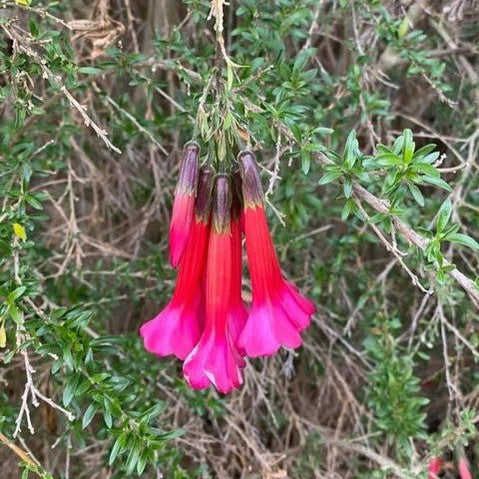 Cantua buxifolia