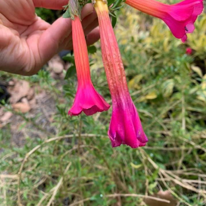 Cantua buxifolia Bicolour 2