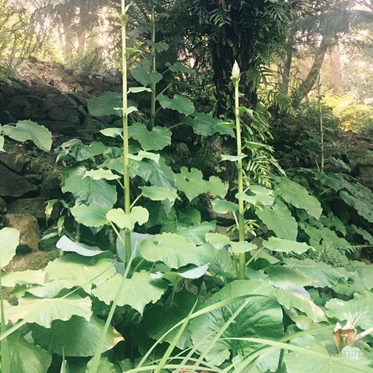 Cardiocrinum giganteum 3