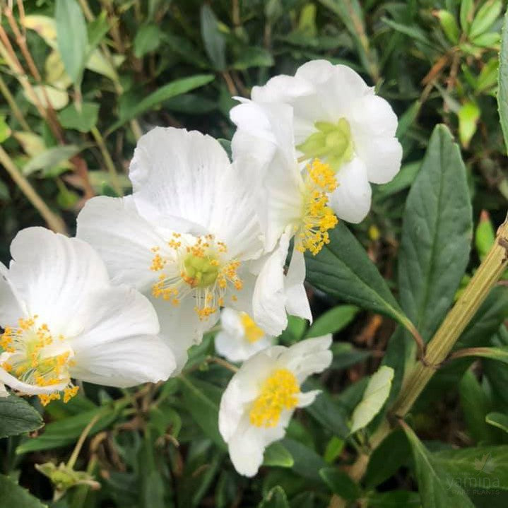 Carpenteria californica 1