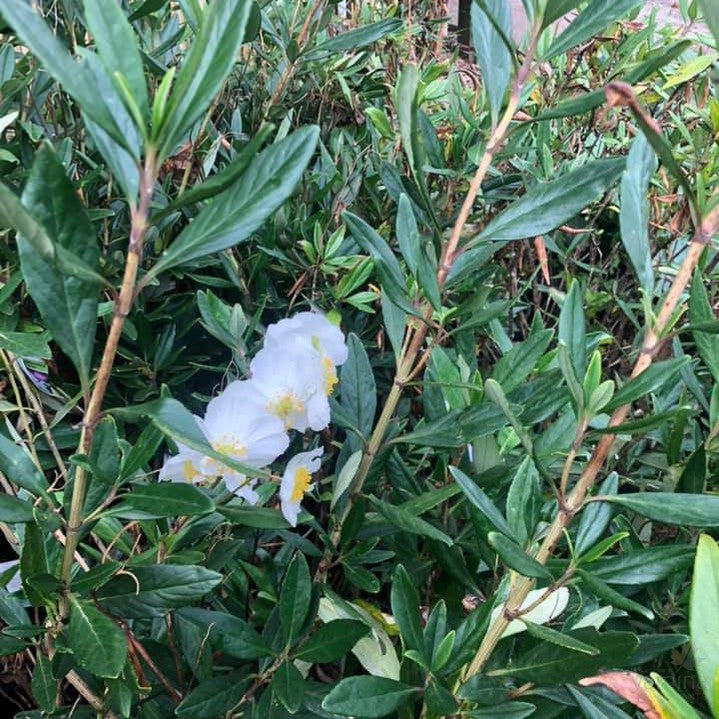 Carpenteria californica 2