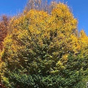 Carpinus betulus Fastigiata 1